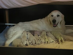 9 Golden Retriever til salg på købhund.dk