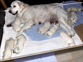 8 Golden Retriever til salg på købhund.dk