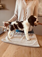 1 Engelsk Springer Spaniel til salg på købhund.dk