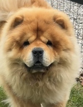 5 Chow Chow til salg på købhund.dk