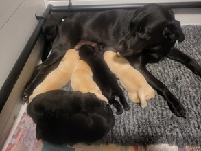 7 Labrador Retriever til salg på købhund.dk