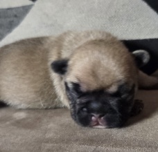 1 Fransk Bulldog til salg på købhund.dk