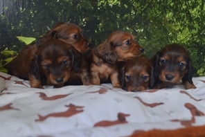 5 Langhåret Dværg Gravhund til salg på købhund.dk