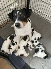 7 Dansk/Svensk Gårdhund til salg på købhund.dk