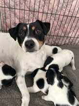 7 Dansk/Svensk Gårdhund til salg på købhund.dk