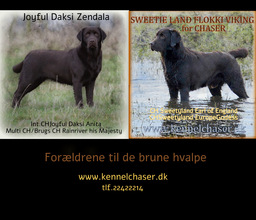 7 Labrador Retriever til salg på købhund.dk