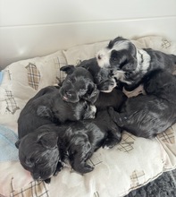 6 Bichon Havanais til salg på købhund.dk
