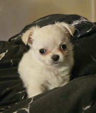 2 Chihuahua, langhåret til salg på købhund.dk