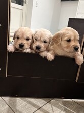 7 Golden Retriever til salg på købhund.dk