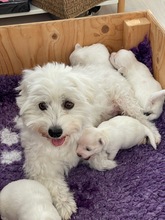 4 Coton de Tulear til salg på købhund.dk