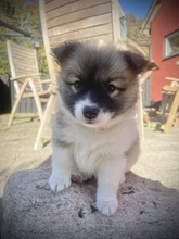 7 Islandsk Fårehund til salg på købhund.dk