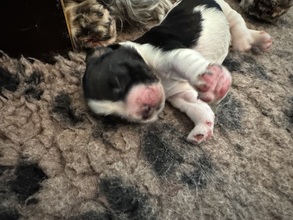 6 Engelsk Springer Spaniel til salg på købhund.dk