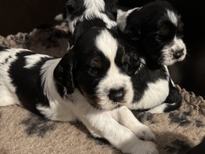 6 Engelsk Springer Spaniel til salg på købhund.dk