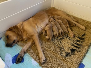 9 Golden Retriever til salg på købhund.dk