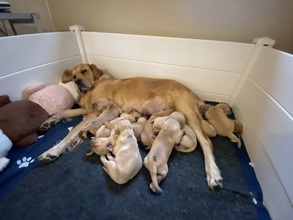 9 Golden Retriever til salg på købhund.dk