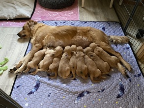 9 Golden Retriever til salg på købhund.dk