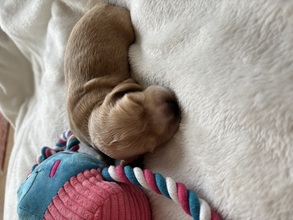 1 Engelsk Cocker Spaniel til salg på købhund.dk