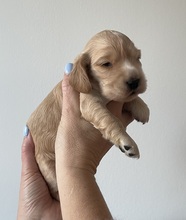 1 Engelsk Cocker Spaniel til salg på købhund.dk