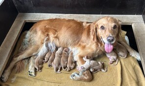 10 Golden Retriever til salg på købhund.dk