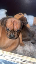 4 Staffordshire Bull Terrier til salg på købhund.dk