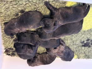 7 Cairn Terrier til salg på købhund.dk