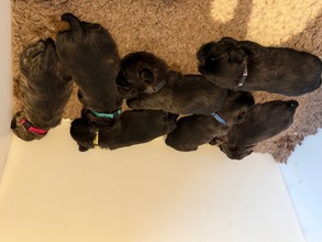 7 Cairn Terrier til salg på købhund.dk