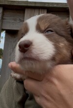8 Australian Shepherd til salg på købhund.dk