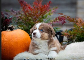 8 Australian Shepherd til salg på købhund.dk
