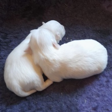 3 Coton de Tulear til salg på købhund.dk