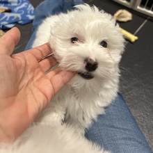 2 Coton de Tulear til salg på købhund.dk