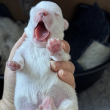 4 Coton de Tulear til salg på købhund.dk