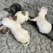 3 Coton de Tulear til salg på købhund.dk