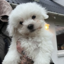 3 Coton de Tulear til salg på købhund.dk