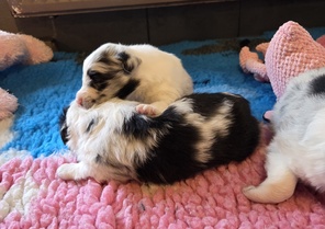 6 Shetland Sheepdog til salg på købhund.dk
