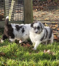 6 Shetland Sheepdog til salg på købhund.dk