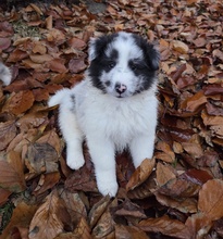 6 Shetland Sheepdog til salg på købhund.dk