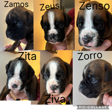 6 Boxer til salg på købhund.dk