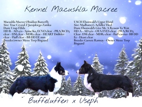 4 Welsh Corgi Cardigan til salg på købhund.dk