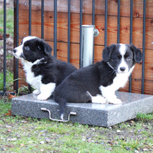 4 Welsh Corgi Cardigan til salg på købhund.dk