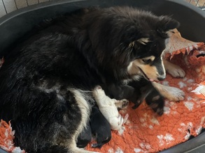 8 Finsk Lapphund til salg på købhund.dk