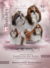 5 Shih Tzu til salg på købhund.dk