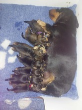 7 Ruhåret Gravhund til salg på købhund.dk