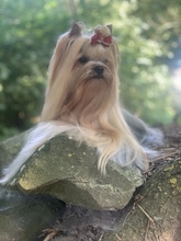 4 Yorkshire Terrier til salg på købhund.dk