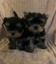 4 Yorkshire Terrier til salg på købhund.dk