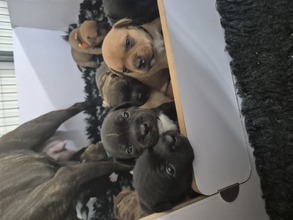 9 Staffordshire Bull Terrier til salg på købhund.dk