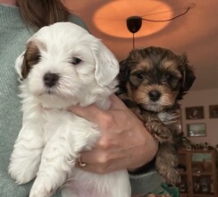 4 Bichon Havanais til salg på købhund.dk