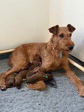6 Irsk Terrier til salg på købhund.dk