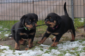 8 Rottweiler til salg på købhund.dk