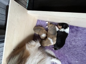 3 Shetland Sheepdog til salg på købhund.dk