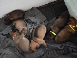 9 Belgisk Hyrdehund, Malinois til salg på købhund.dk